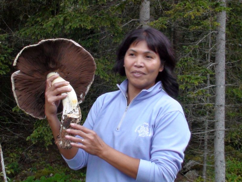 Trovata una Psalliota Macrospora di 33 cm di diametro a 1750